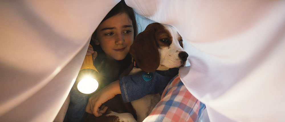 何度も生まれ変わる犬ベイリーが教えてくれる 犬と人 との愛情物語 Cinemacherie